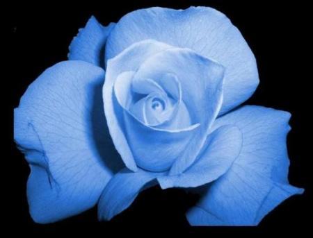 ma rose préféré